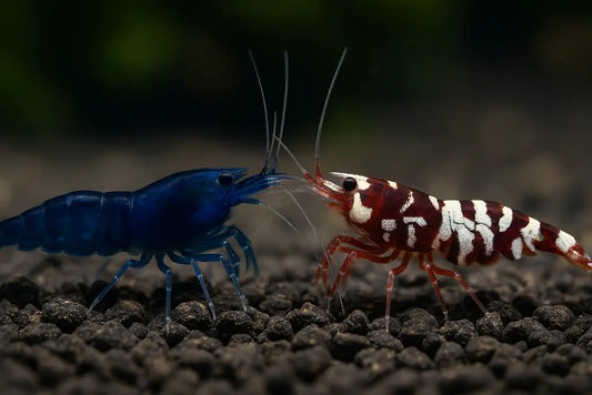 blue dream neocaridina and fancy red tiger caridina shrimp