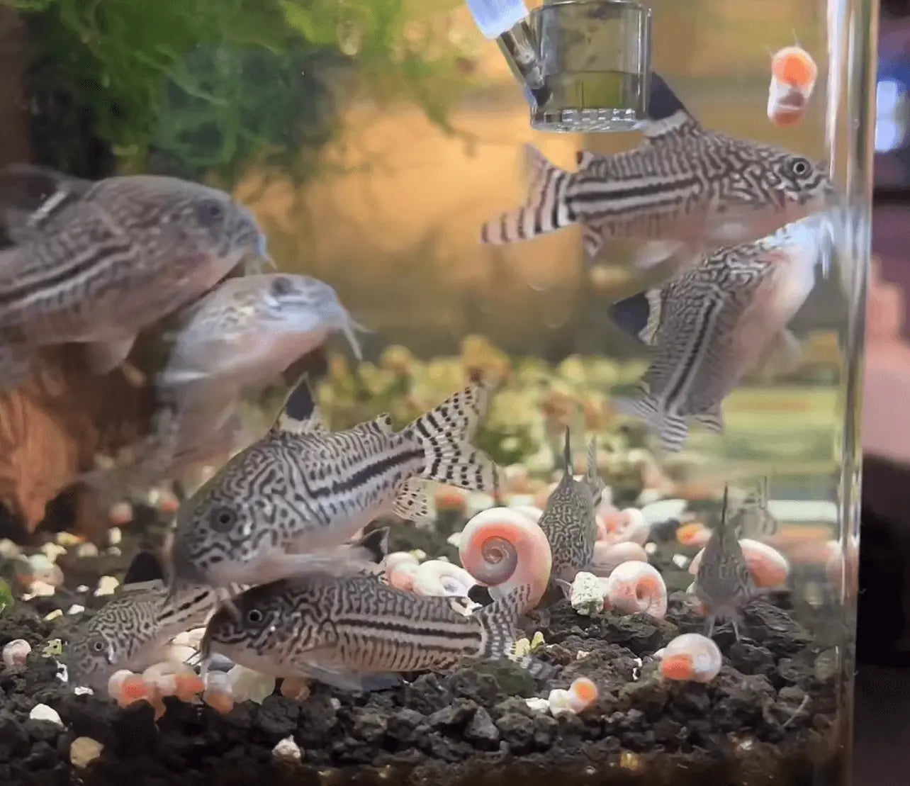 corydora trilineatus catfish schooling