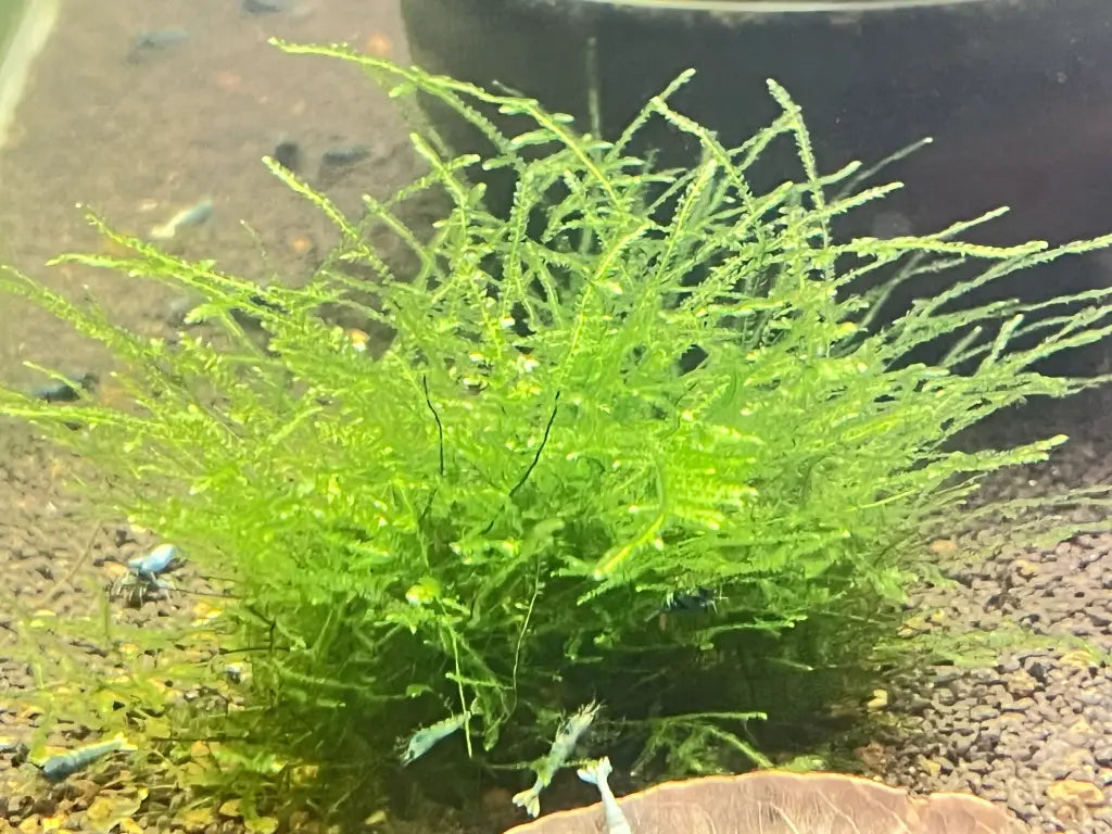 java moss spiky bush platn