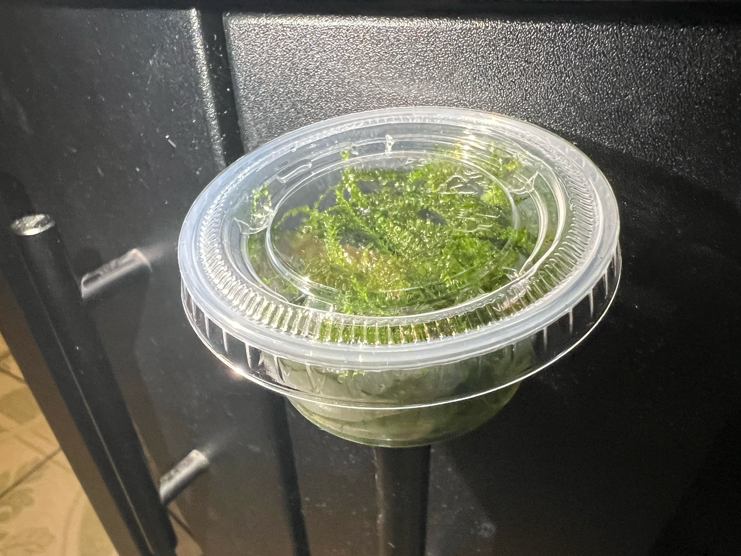 java moss plant in a 2oz cup