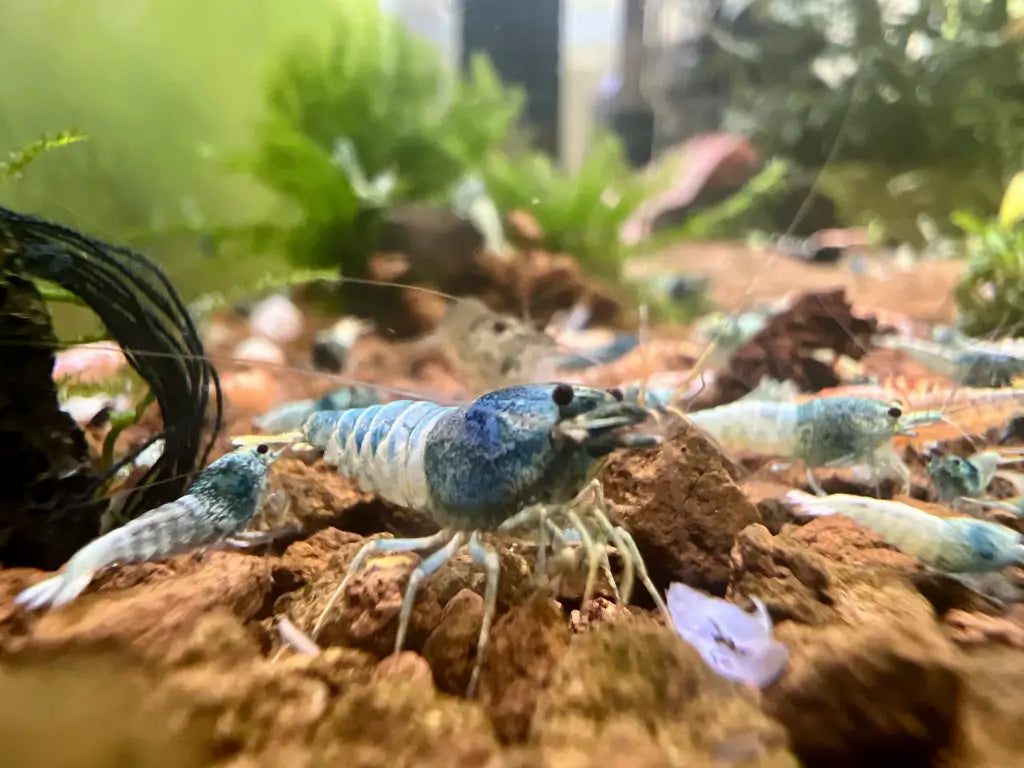 freshwater caridina blue bolt shrimp facing front