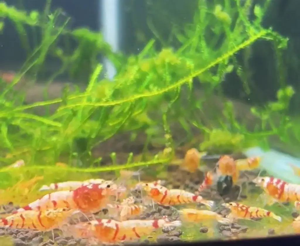 caridina shrimp red fancy tiger group