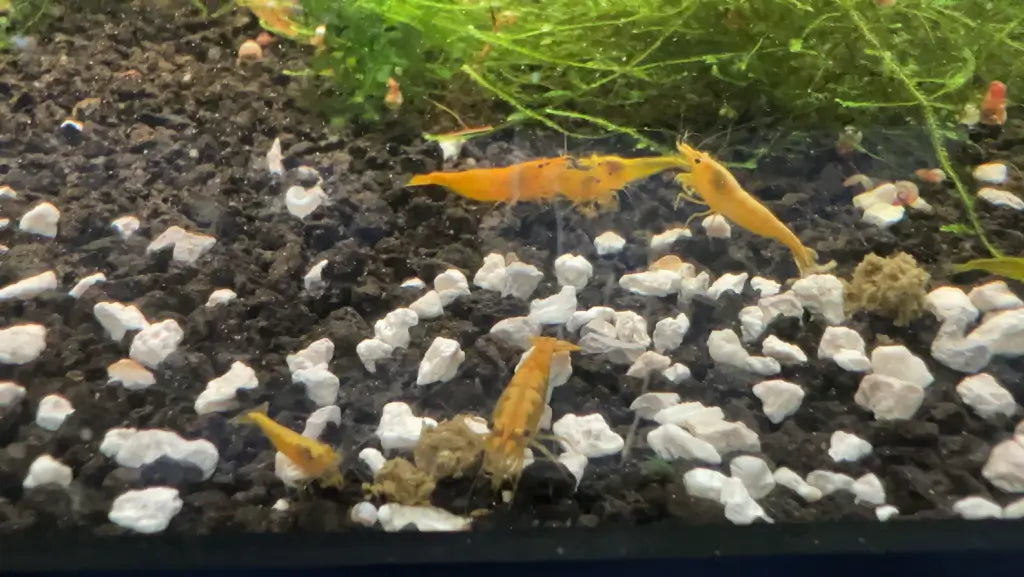 neocaridina shrimp yellow goldenback eating