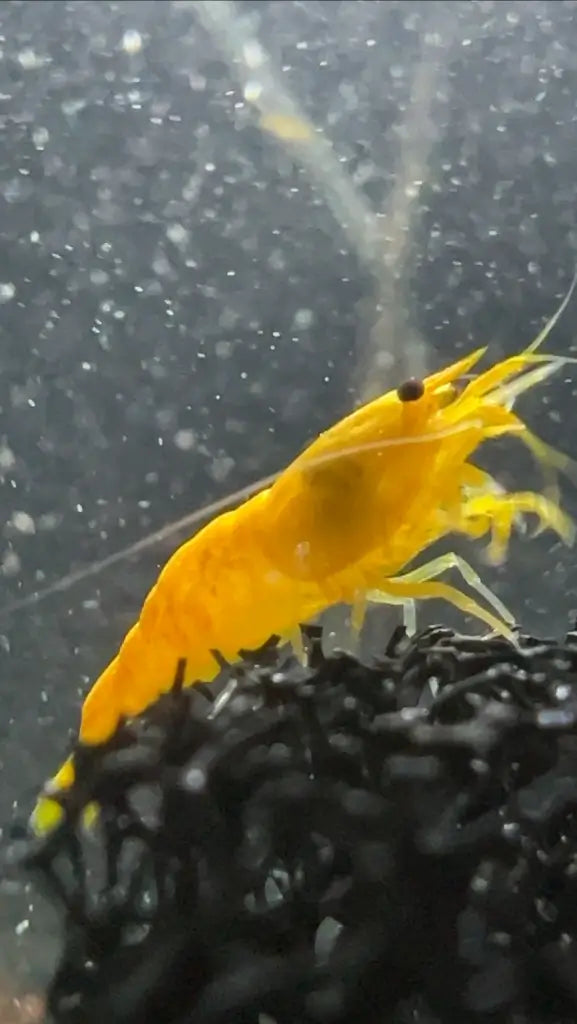 neocaridina shrimp yellow goldenback on filter