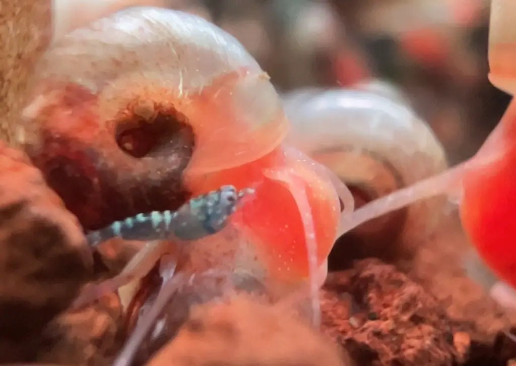 pink ramshorn snails with baby shrimp