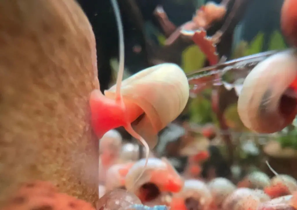 pink ramshorn snails