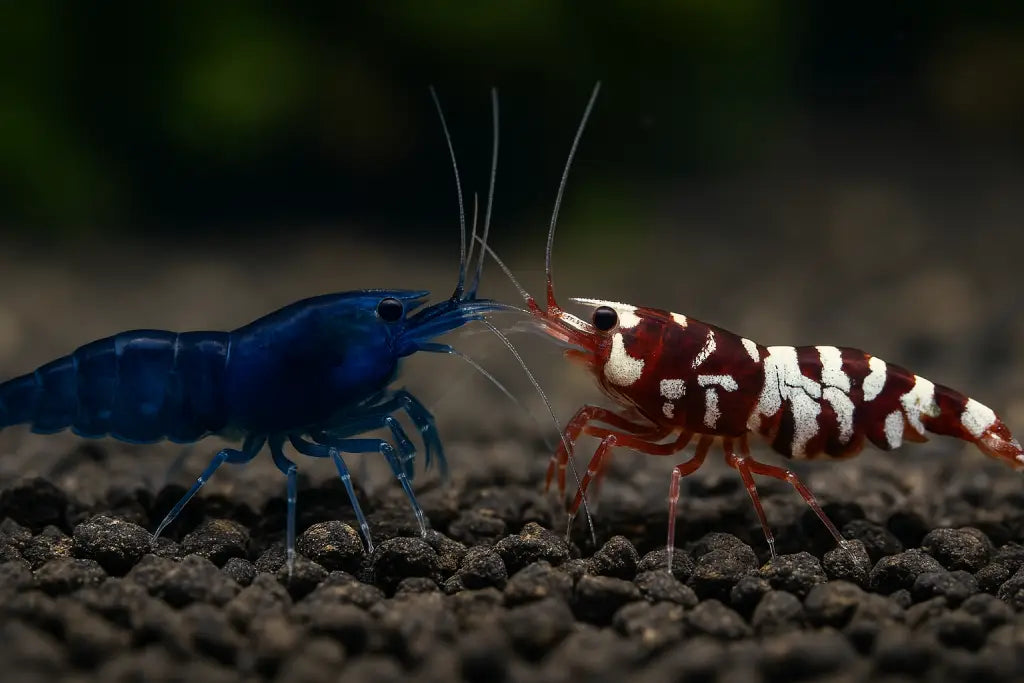 blue dream neocaridina and fancy red tiger caridina shrimp