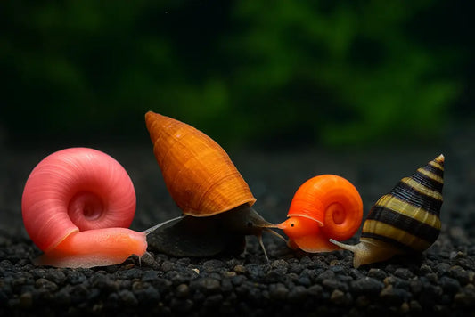 Which Snails For Your Aquarium?