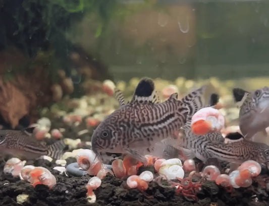 corydora trilineatus catfish in a bunch