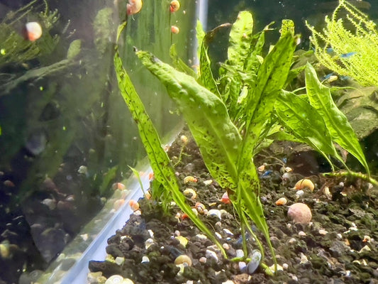 java ferns plant