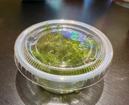christmas moss plant in a 2oz cup