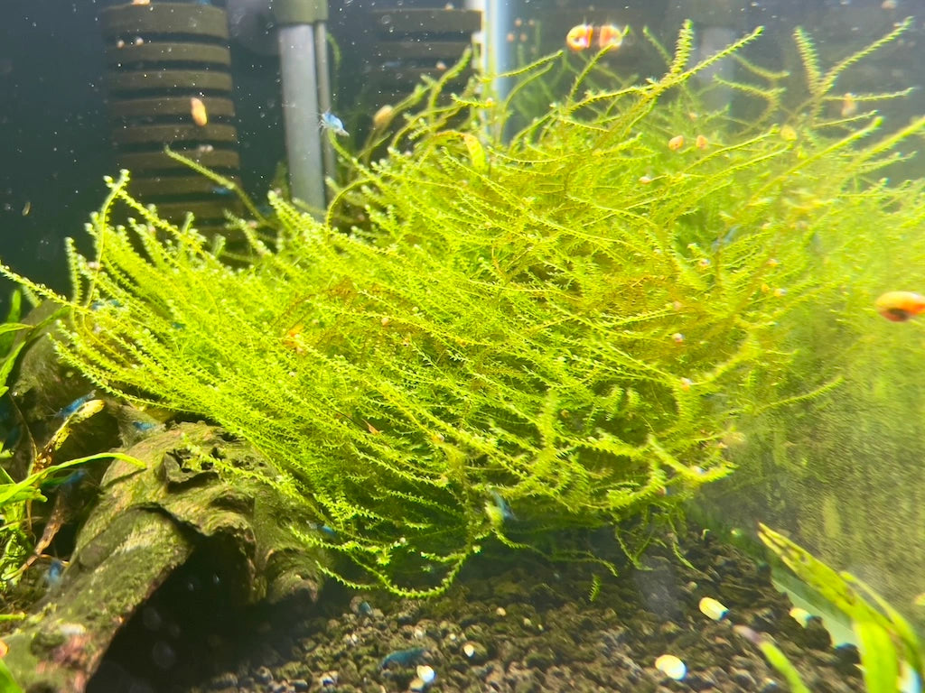 christmas moss bush plant