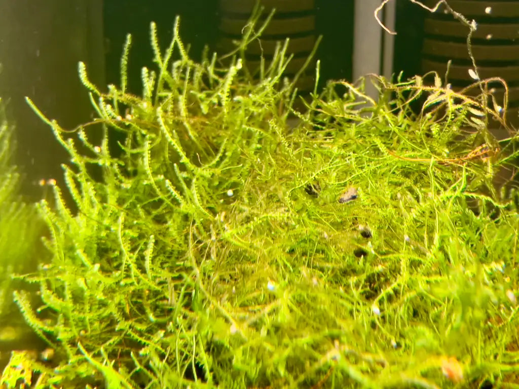 java moss bush plant