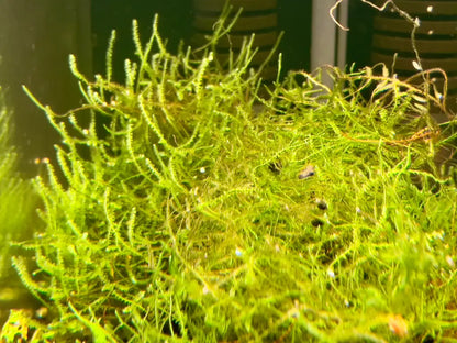 java moss bush plant