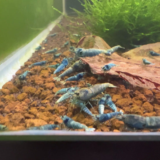 deep blue bolt caridina shrimps