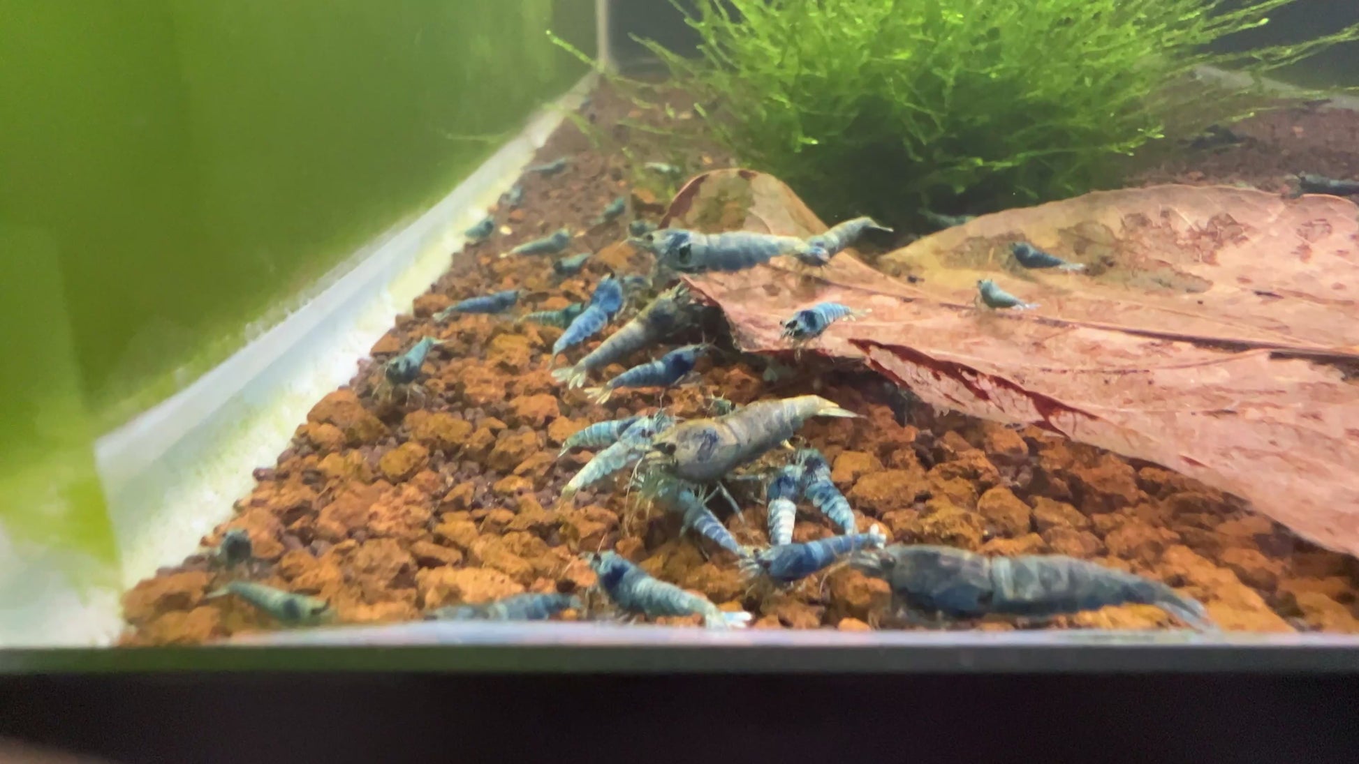 deep blue bolt caridina shrimps