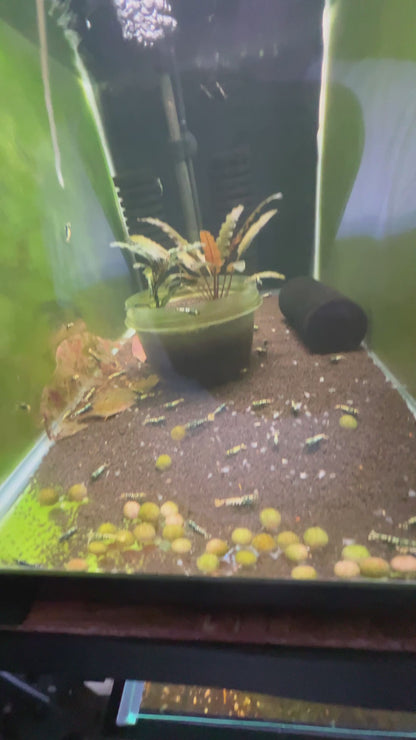 Seeded Sponge Filter