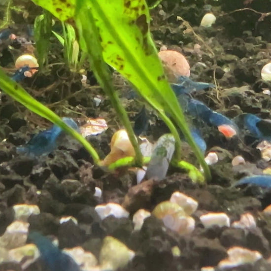 blue dream neocaridina shrimps