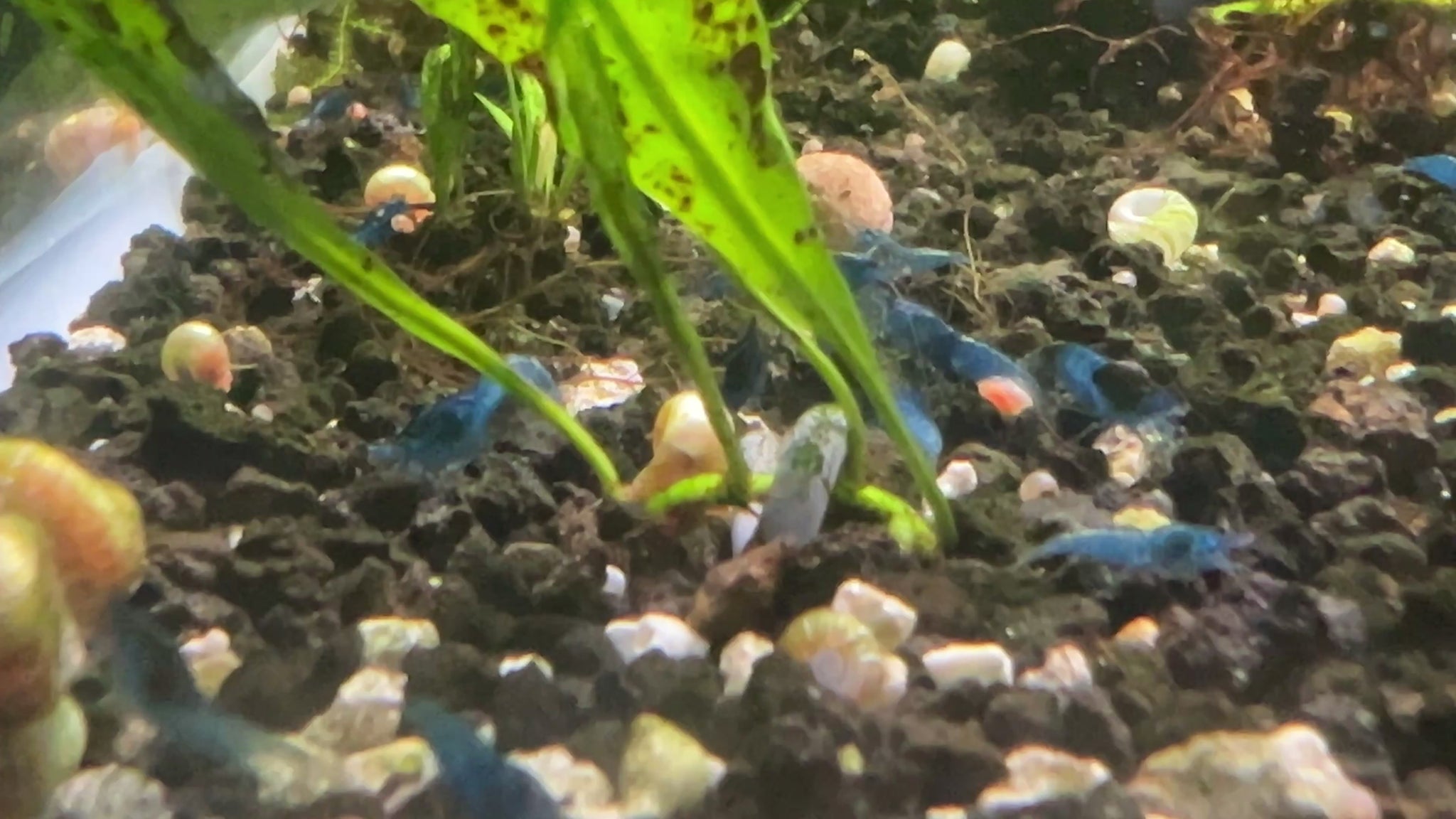 blue dream neocaridina shrimps