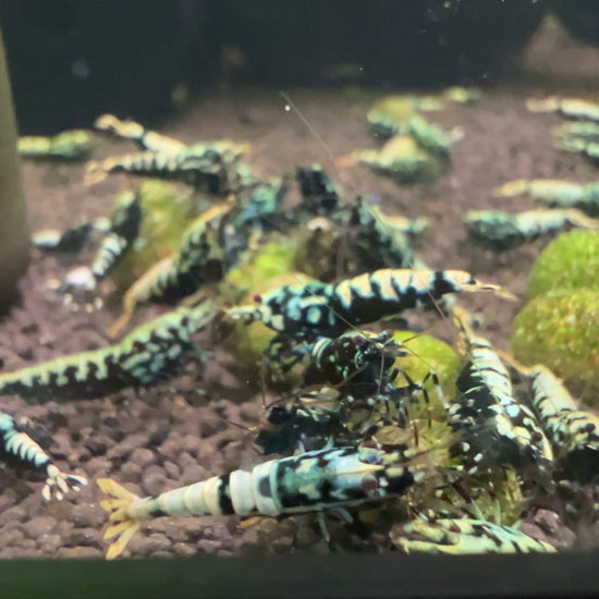 black galaxy caridina shrimps