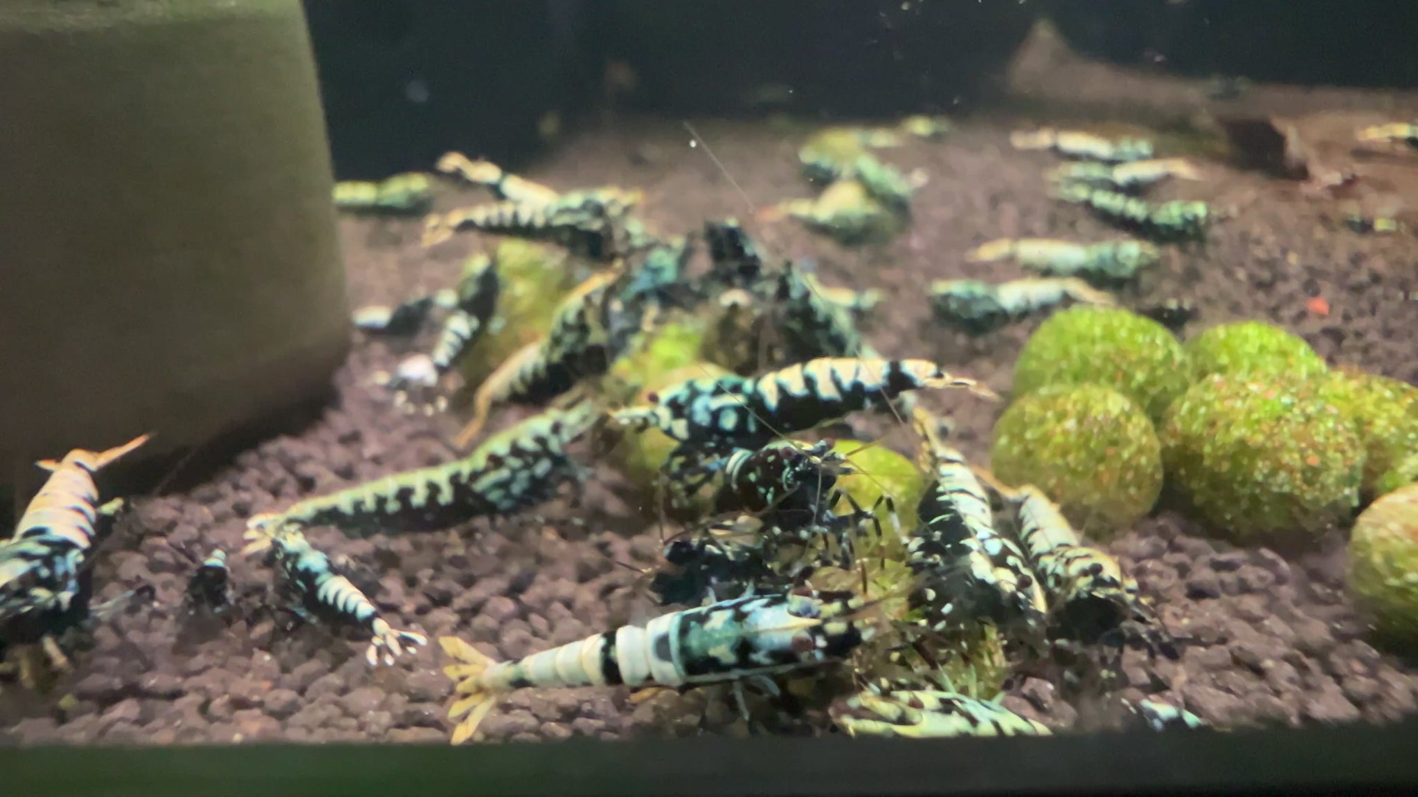 black galaxy caridina shrimps
