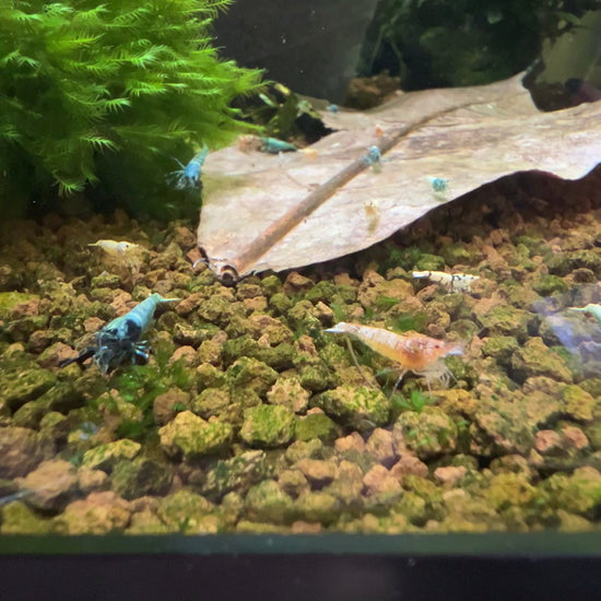caridina shrimp mix