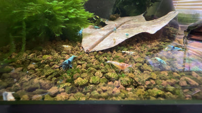 caridina shrimp mix