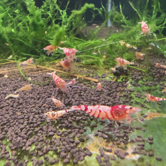 red fancy tiger caridina shrimps