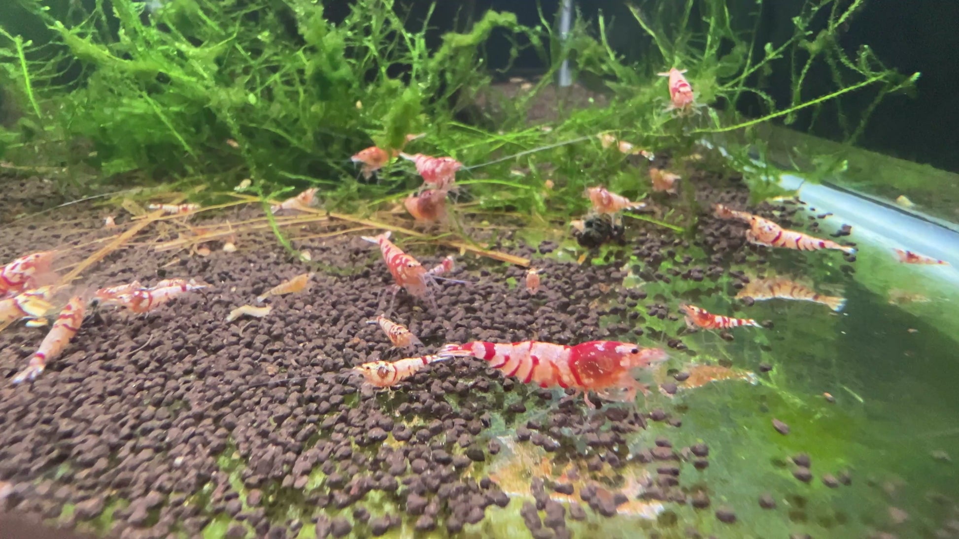 red fancy tiger caridina shrimps