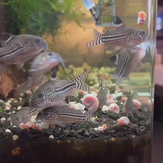corydora false juliis trilineatus
