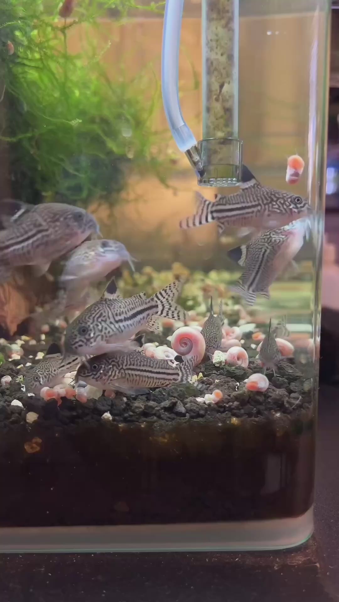 corydora false juliis trilineatus