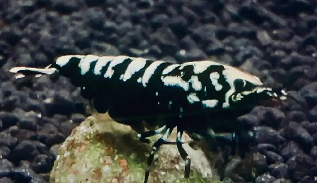 black galaxy caradina shrimp solo facing right