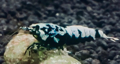black galaxy caradina shrimp solo facing left