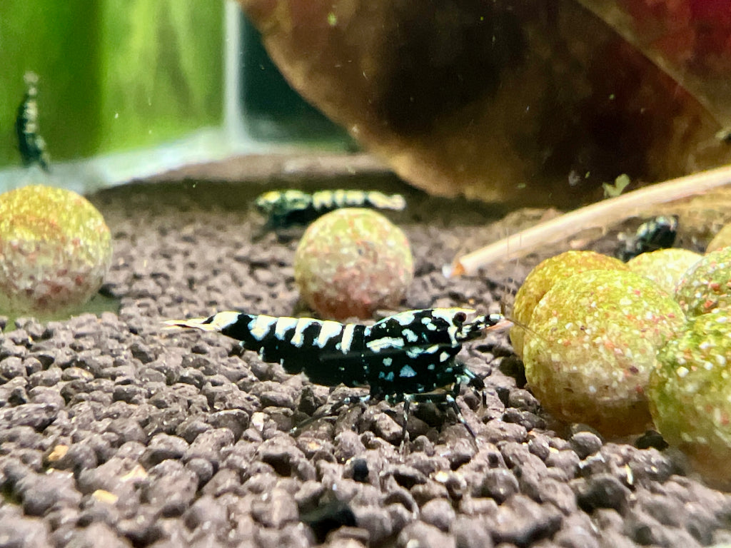 black galaxy caradina shrimp next to filter media