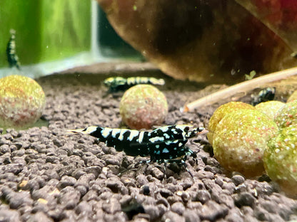 black galaxy caradina shrimp next to filter media
