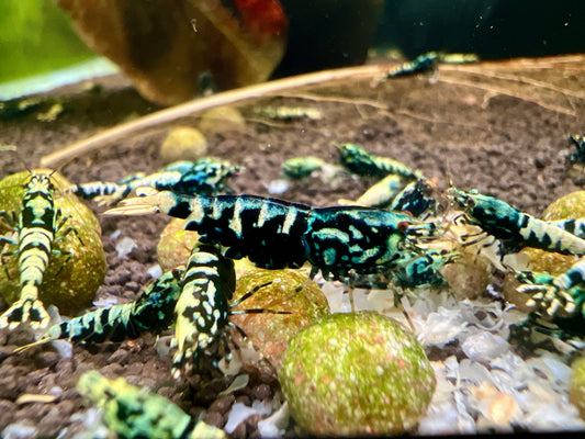 black galaxy caradina shrimp crowded eating