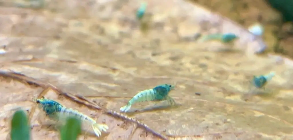 freshwater caridina blue bolt shrimp grazing on leaf