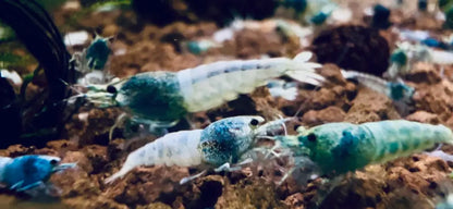 freshwater caridina blue bolt shrimp mix