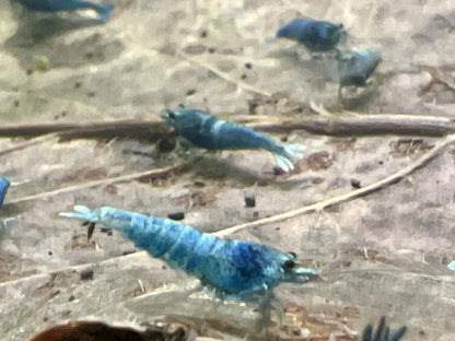 deep blue bolt caridina shrimp