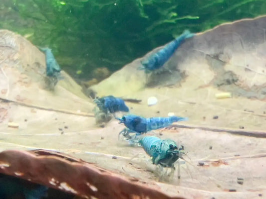 deep blue bolt caridina shrimps