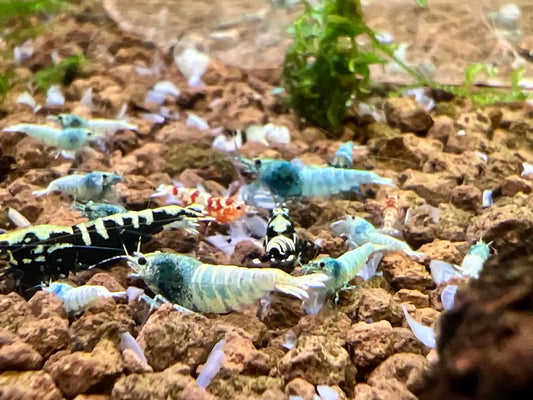 caridina shrimp variety
