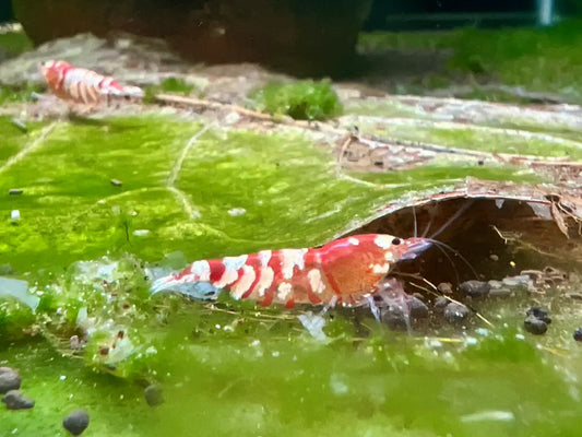 caridina shrimp red fancy tiger algae