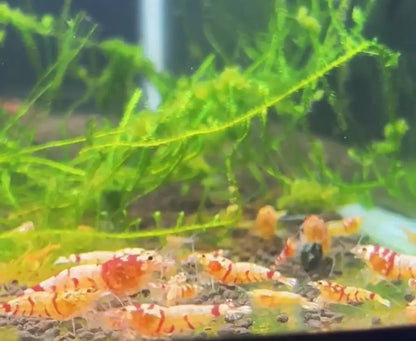 caridina shrimp red fancy tiger group