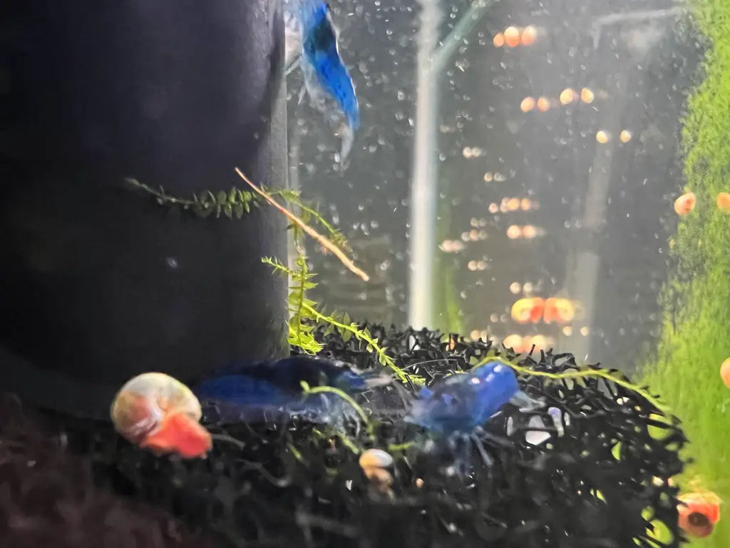 neocaridina shrimp blue dreams on filter