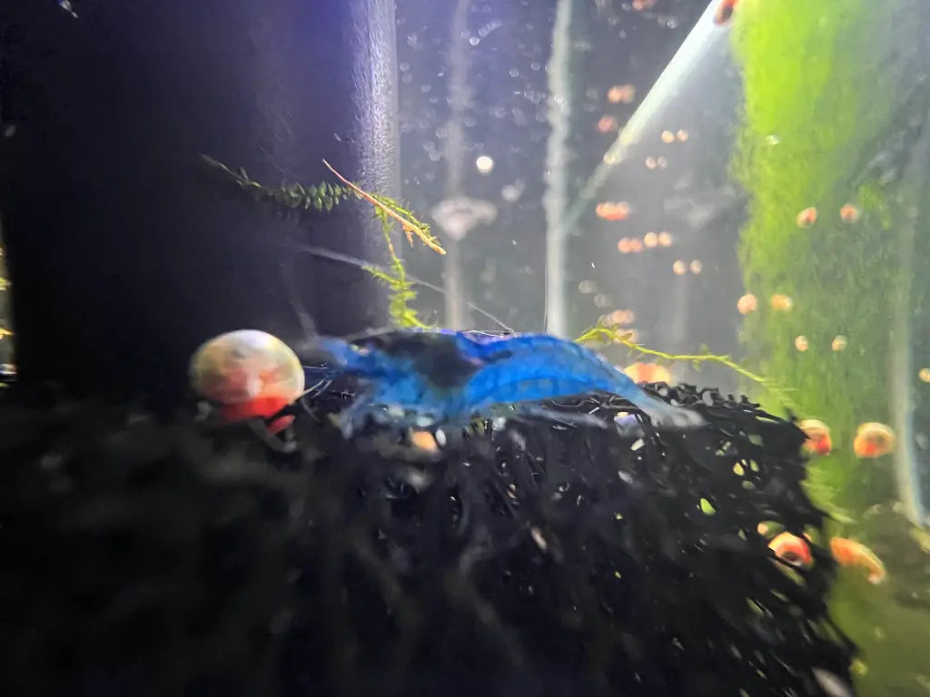 neocaridina shrimp blue dream on filter