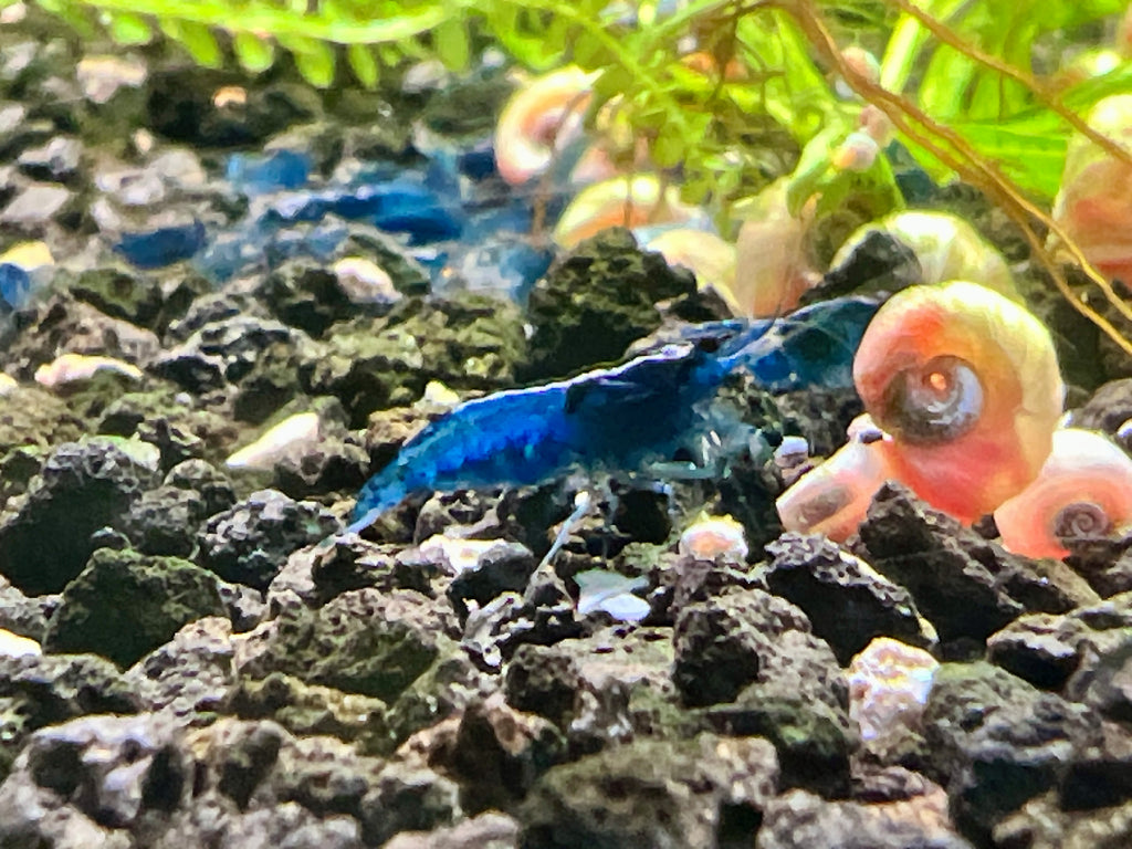 neocaridina shrimp blue dream with snails