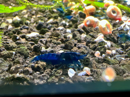 neocaridina shrimp blue dream eating
